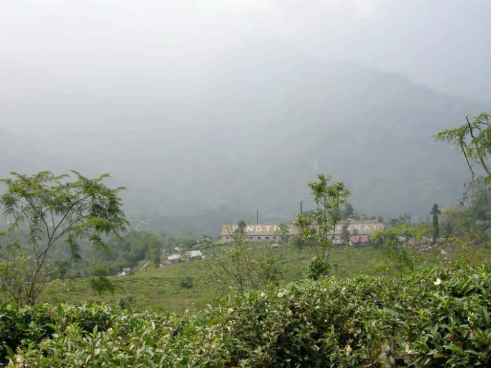 Darjeeling* First Flush Steinthal bio