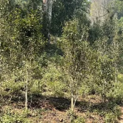 Mini Pu Erh Stapel Yiwu Xiaoshu