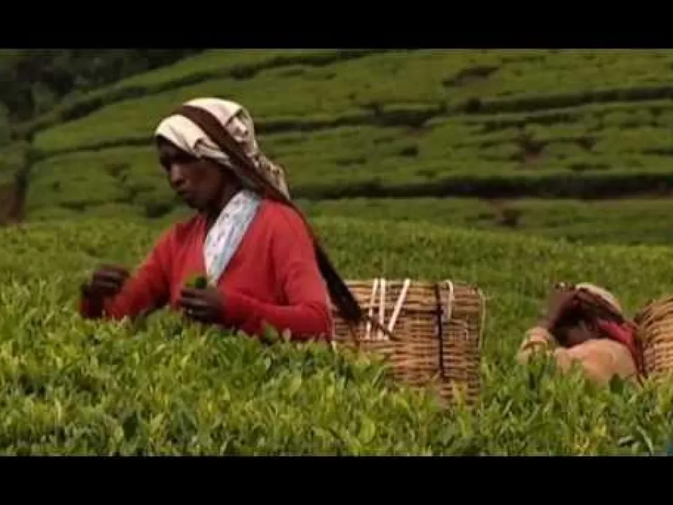 Teebeutel English Breakfast Tea