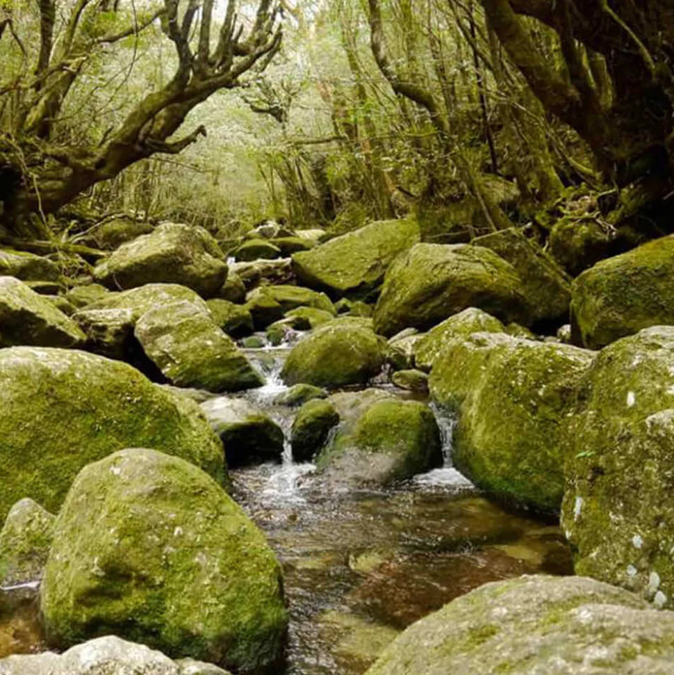 Watanabe Genmaicha bio