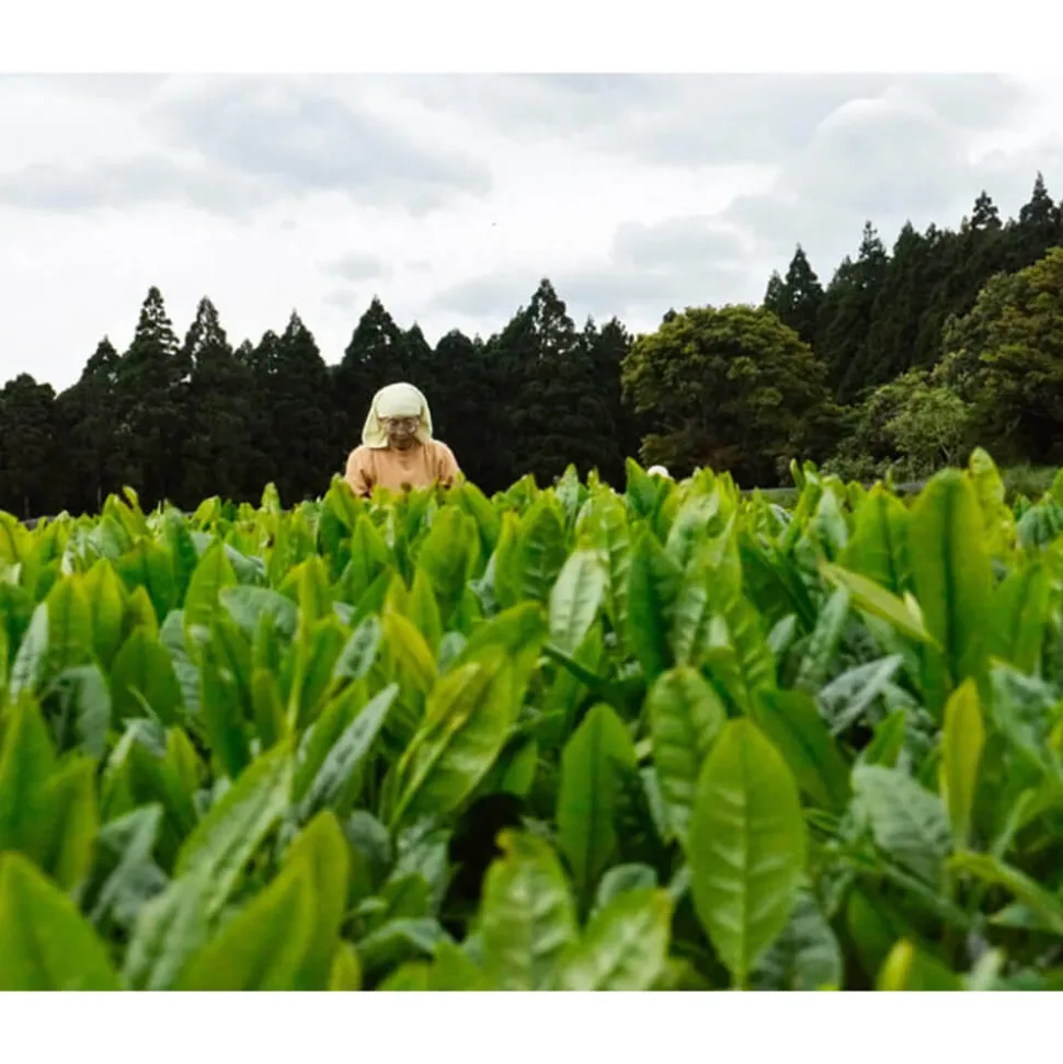 Watanabe Hon-Yuu bio Roji Sencha